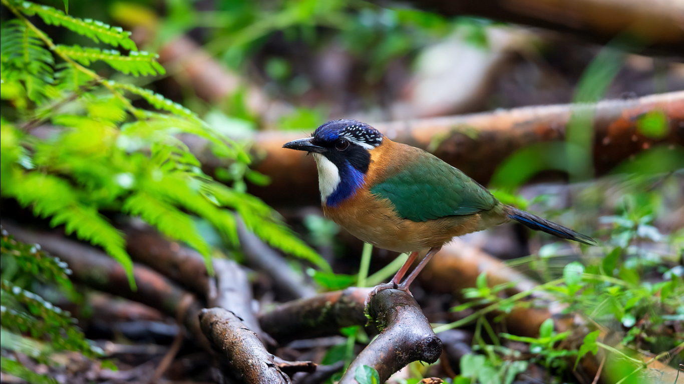 Pitta Like Ground-Roller